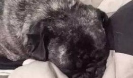 巴哥最新爆料,娱乐圈最新爆料大起底