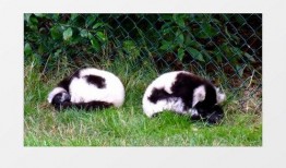 猴子爆料最新视频大全下载,最新视频大全下载全攻略